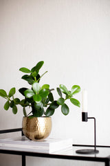 LaLe Living Blumentopf LaLe Living Blumentopf Baha in Gold, Ø13,5 cm