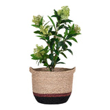 House Nordic House Nordic Mallow Basket